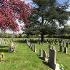 Stoke cemetery blossom