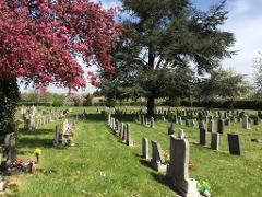Stoke cemetery blossom