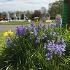 Stoke cemetery bluebells