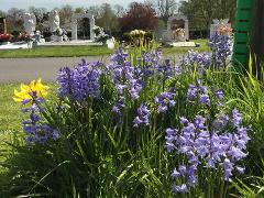 Stoke cemetery bluebells