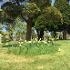 Stoke cemetery old with daffodils