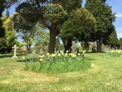 Stoke cemetery old with daffodils