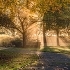 Sunshine slanting through trees at the Crematorium