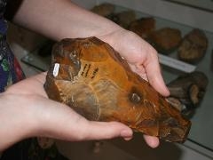 Paleolithic axe from Guildford Museum's collection