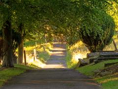 The Mount Cemetery (1)