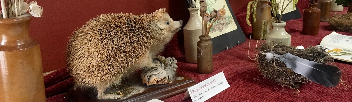 Banner image showing nature table