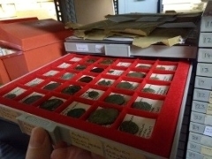 Anglo Saxon coins Coins from the museum collection