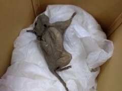 blog post pic of rat