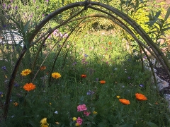 Julie Shaw Wildlife Garden winner