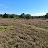 Pirbright Heaths