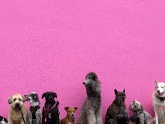 Animal welfare pr Animal welfare pr
