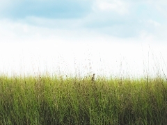 Tice Meadow Tice Meadow