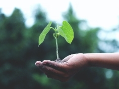 Plant in hand Small green plant in the hands of a person