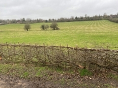 Hedgerow Hedgerow and fileds