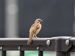 A sparrow on a wire