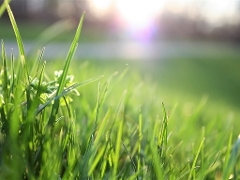 Grass verge grass