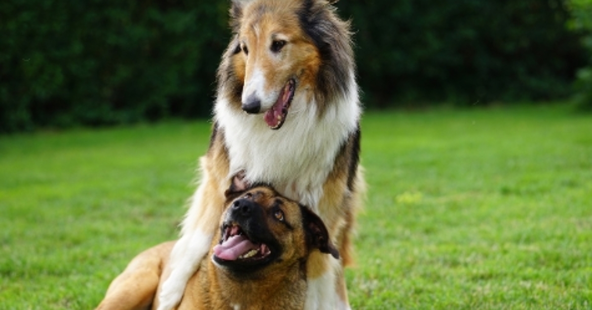 Platinum award from RSPCA recognises our commitment to animal welfare