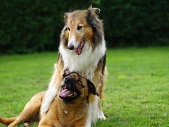 Happy dogs RSPCA PawPrints Awards Happy dogs in a field