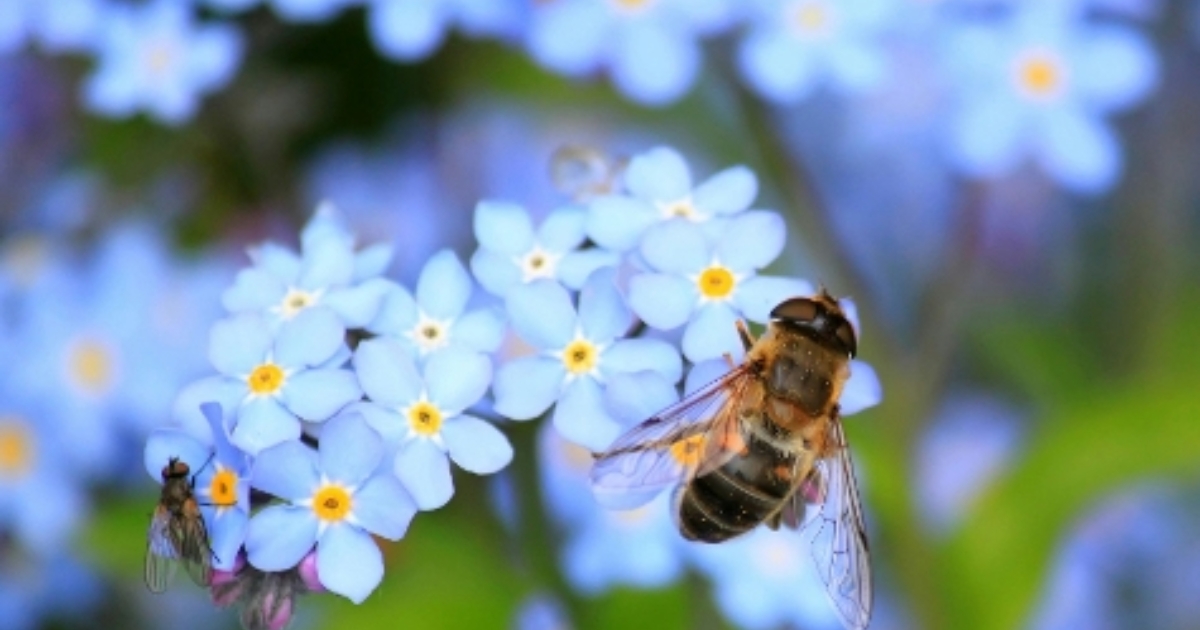 Bee garden ready for World Bee Day - Guildford Borough Council