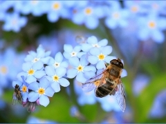 A bee on a blue flower