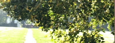 Heathcote Open Space Ash