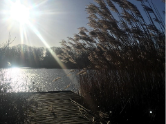 Gingerbread Sedge plants at Lakeside Nature Reserve