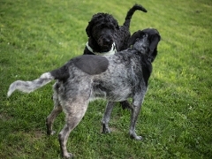 Two dogs playing on a lawn